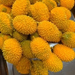 Fruit Sensory Stress Ball